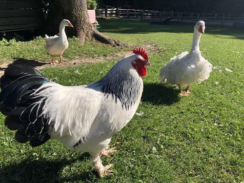 Glückliche Tiere