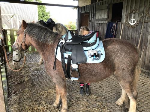 Ponyzeit