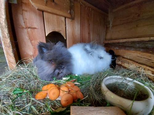 Hasen