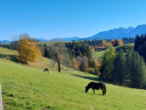 Pferde mit Ausblick
