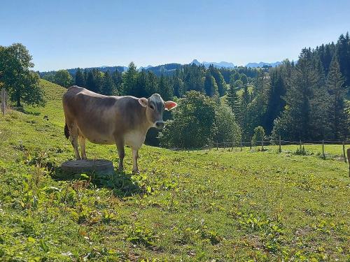 Kuh auf der Weide
