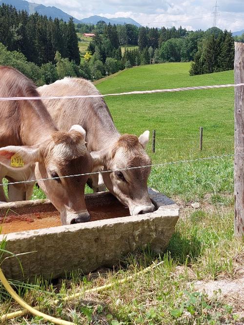 Unsere kleinen Kühe