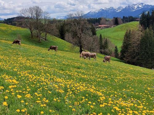 Unsere Milchkühe auf der Frühlingsweide