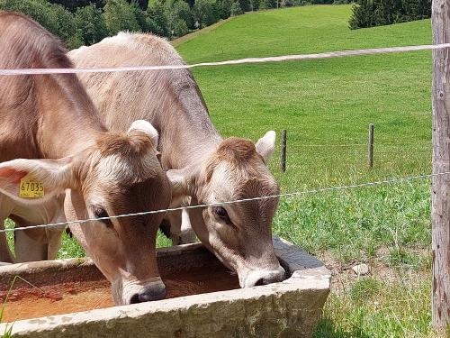 Unsere kleinen Kühe