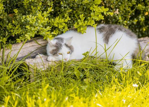 Kater Mikesch
