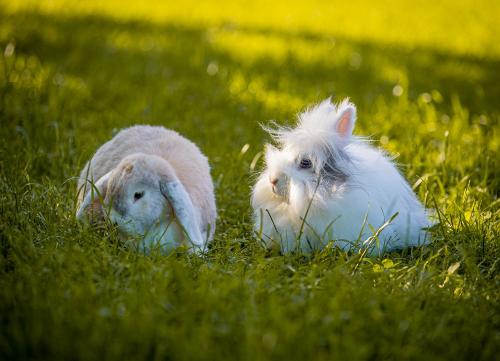 Kalle und Florentine