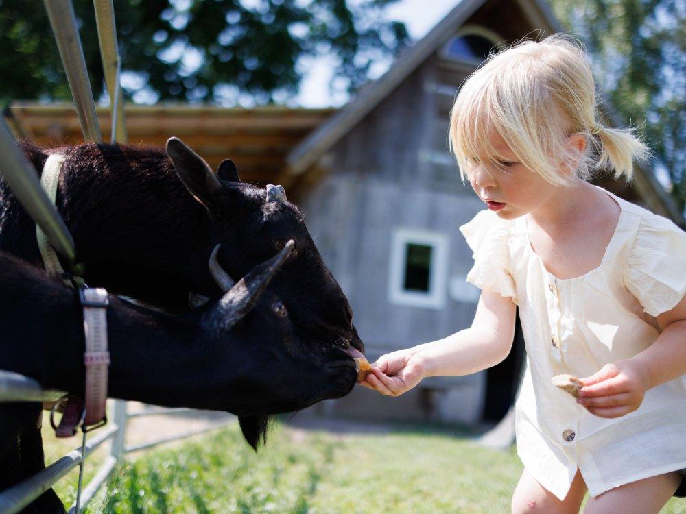 Ziegen füttern Ziegen füttern