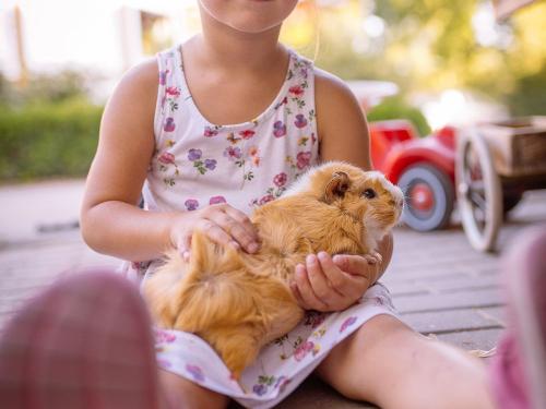 Meerschweinchen Meerschweinchen