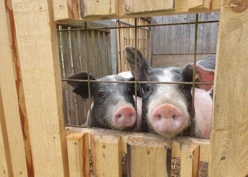 Schweine75 Schweine75