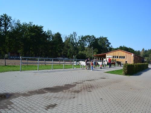 Pferde