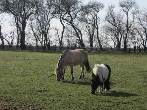 Unsere Ponys