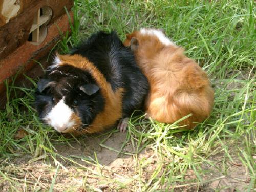 Meerschweinchen Kuscheln gerne