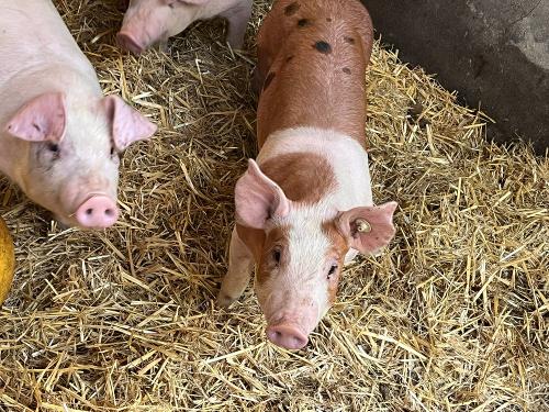 Unsere Schweine Unsere Schweine