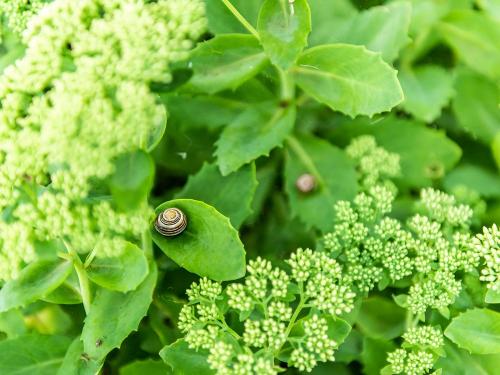 Gartenimpressionen Gartenimpressionen