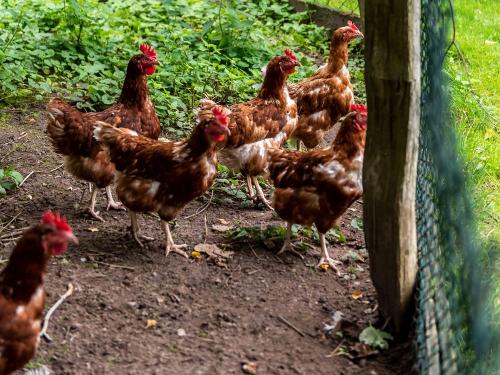 Unsere Hühner Unsere Hühner