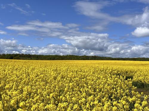 Rapsblüte Rapsblüte