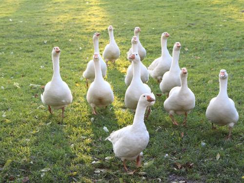 Gänse auf der Weide Gänse auf der Weide