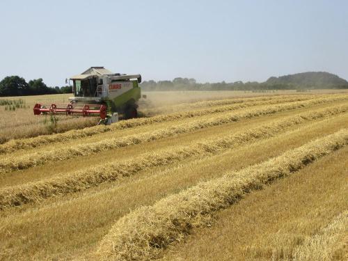 Strohernte Strohernte