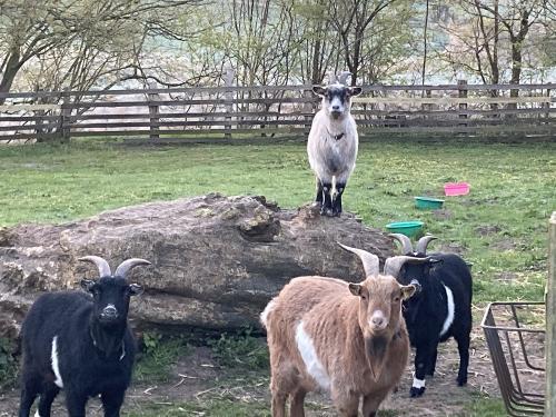 Ziegenbande Ziegenbande