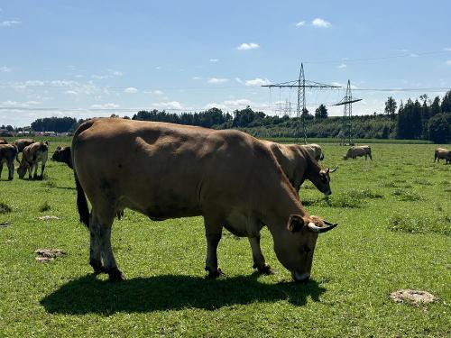 Unsere Kühe