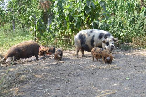 unsere-schweine