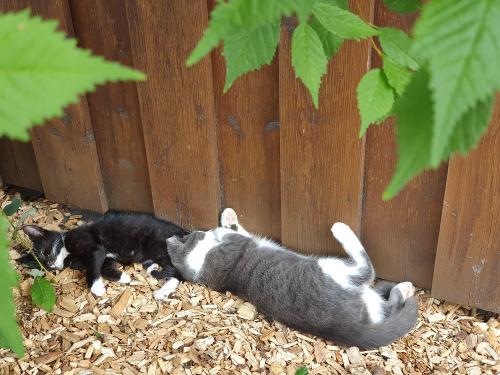 Katzen