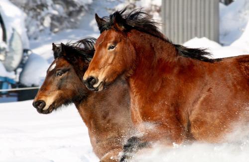 Jumbo und Remi im Schnee