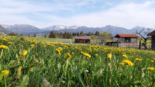 Die Pferdekoppel - was für ein Ausblick!