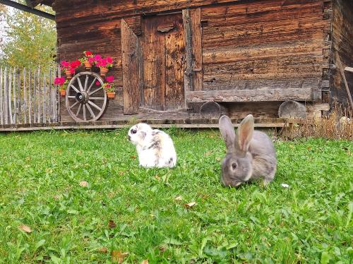 Zucker und Rudi