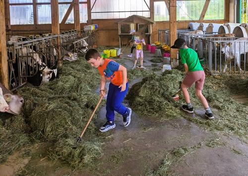 Kälberfütterung mit Heu - ein riesen Spaß