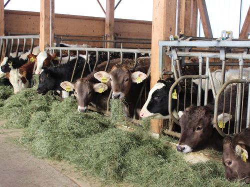 Unser Kälberstall ideal für jedes Wetter