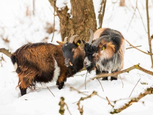 ziegenimwinterland