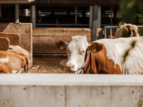 Auslauf für unsere Kühe im Laufhof Auslauf für unsere Kühe im Laufhof