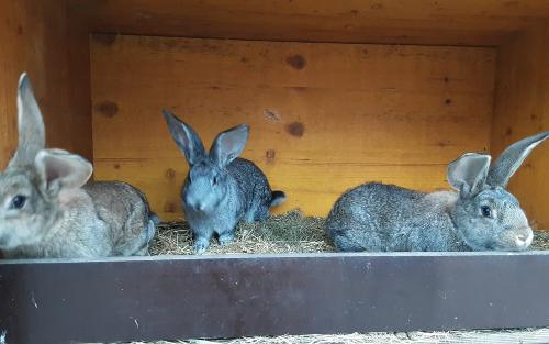 "Osterhasen" sind auch da