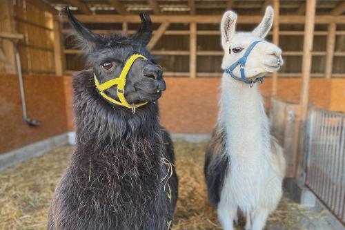 lamas