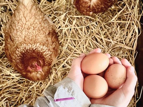 eiersammeln eiersammeln