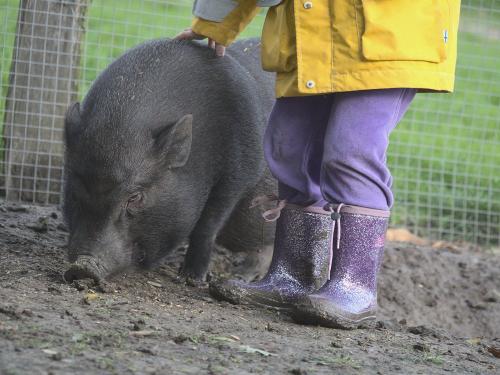 minischwein1 minischwein1