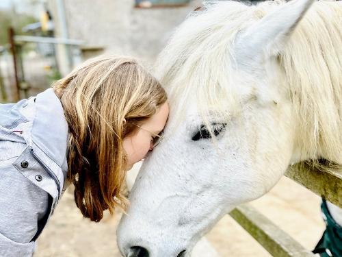 pferdeliebe pferdeliebe