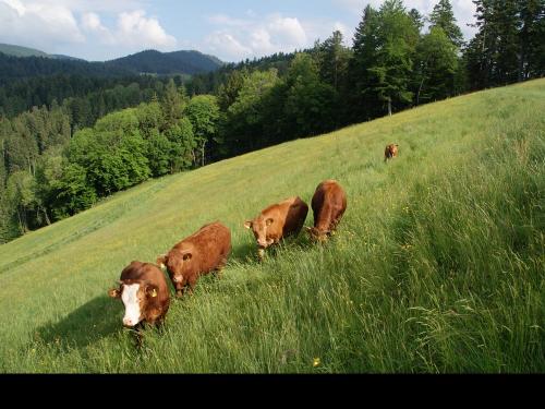 auen-tiere-ochsen