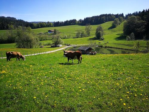 WeiherundKühe