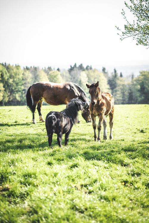 Pony Blacky mit Spielkameraden