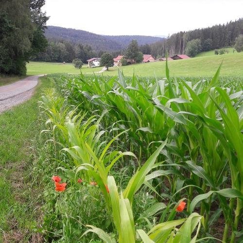 Blick von oben auf die Schmalzgrub
