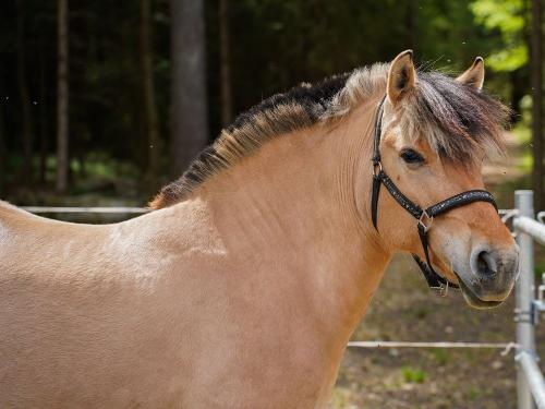 ferienhof_schmalzgrub-22