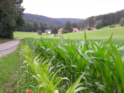 Blick von oben auf die Schmalzgrub