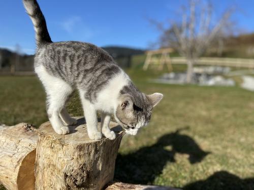 Unsere Katzen