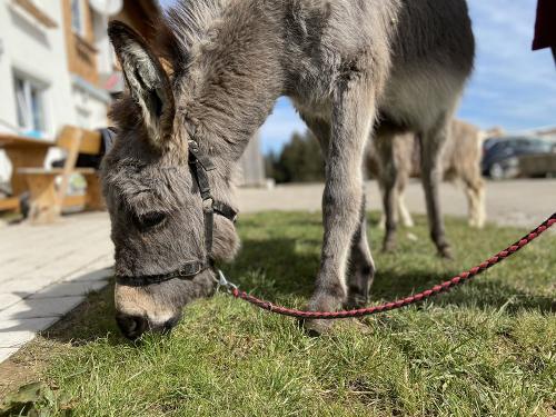 Unsere Esel