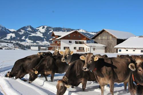 Auch im Winter dürfen unsere Kühe raus