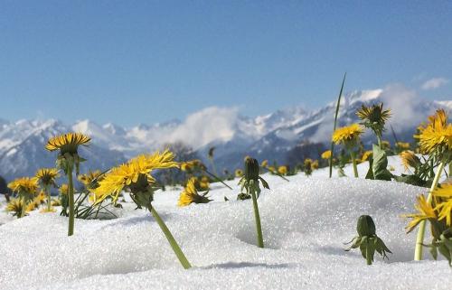 Frühling im Schnee