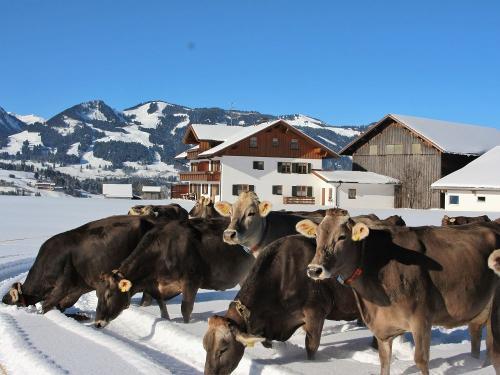 Auch im Winter dürfen unsere Kühe raus