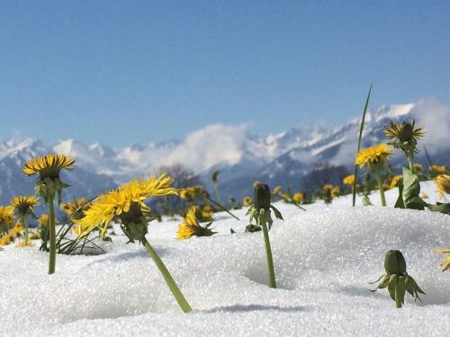 Frühling im Schnee